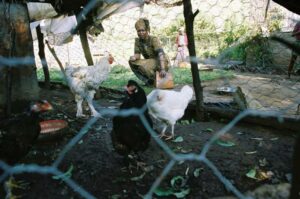 Urban Food Security Series No. 4: Urban Food Production & Household Food Security in Southern Africa
