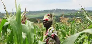 Beyond the Food Desert: Finding Ways to Speak about Urban Food Security in South Africa