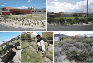 Re-translating nature in post-apartheid Cape Town: The material semiotics of people and plants at Bottom Road