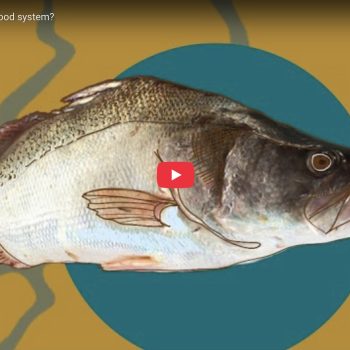How local is the local food system?