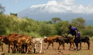 IN THE PRESS: Romantic visions of pastoral Africa won’t solve urban food insecurity